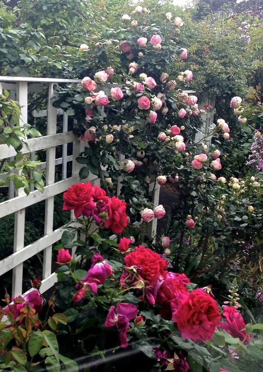 Bed Of Roses Villa Apollo Bay Exterior photo
